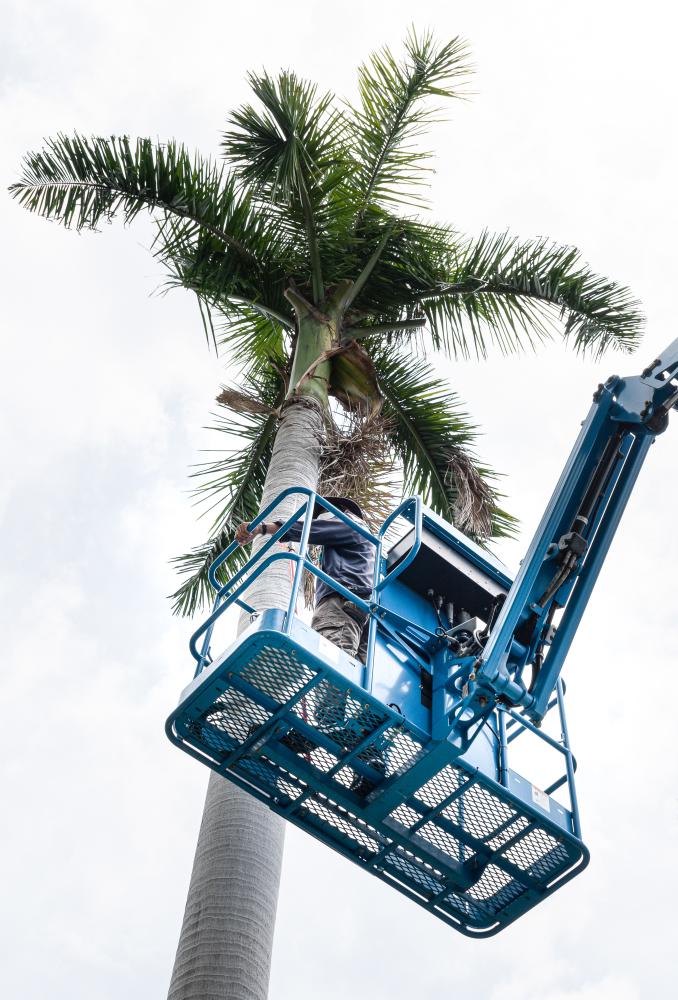 Why is Tree Service Essential for Your Winter Springs Property?