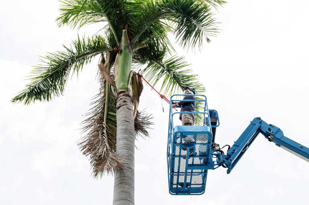 Ensuring Safety and Health with Tree Service Windmere FL