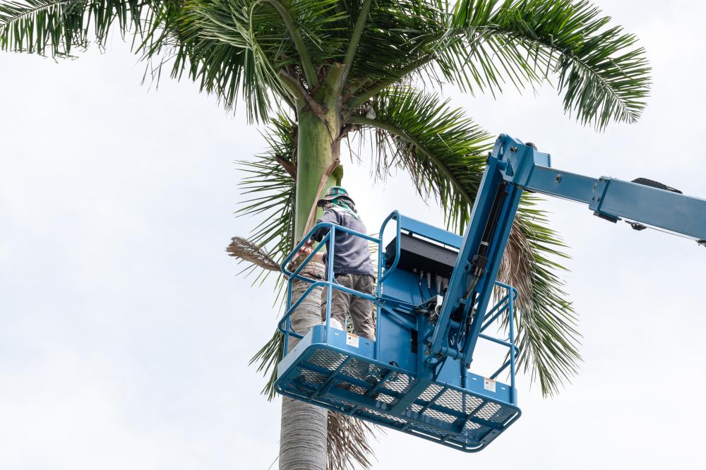 What Qualifies as a Tree Service Zellywood FL Emergency?