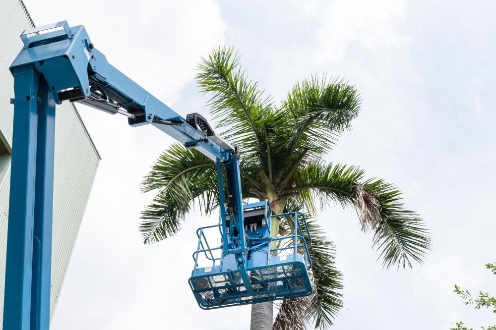 Why Tree Care is Crucial in Edgewater