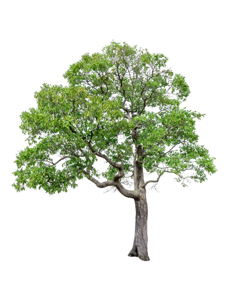 Why Choose Tree Service Meadow Woods FL?