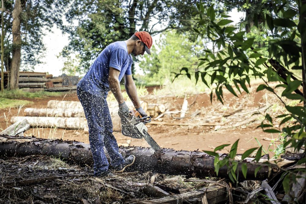 Enhancing Landscapes with Tree Service Meadow Woods FL