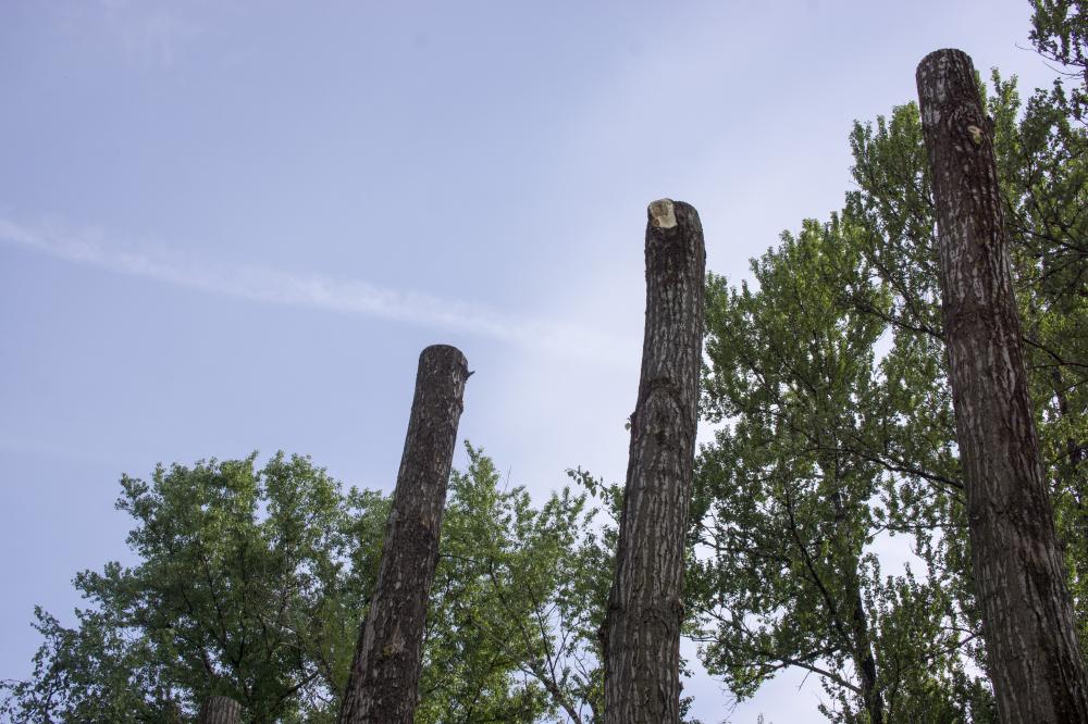 Caring for Your Landscape Post-Tree Removal