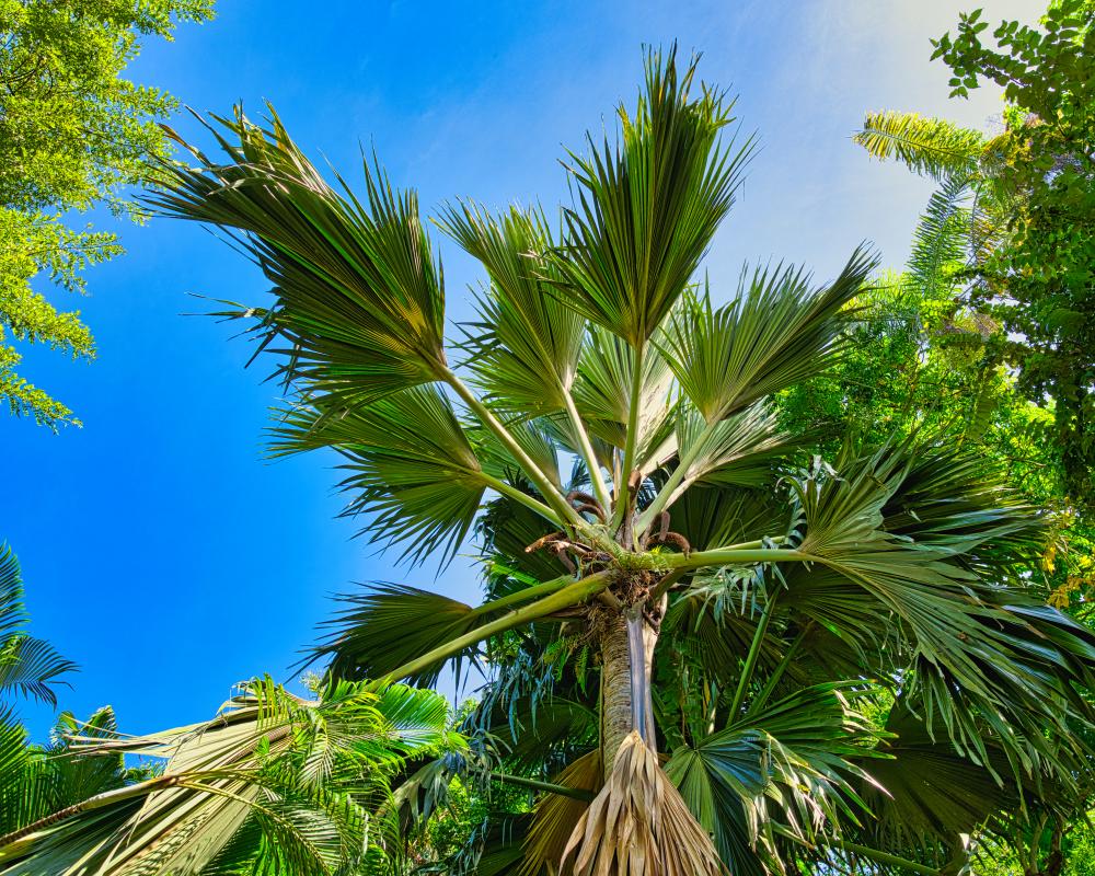 What to Expect from a Tree Service Edgewater FL