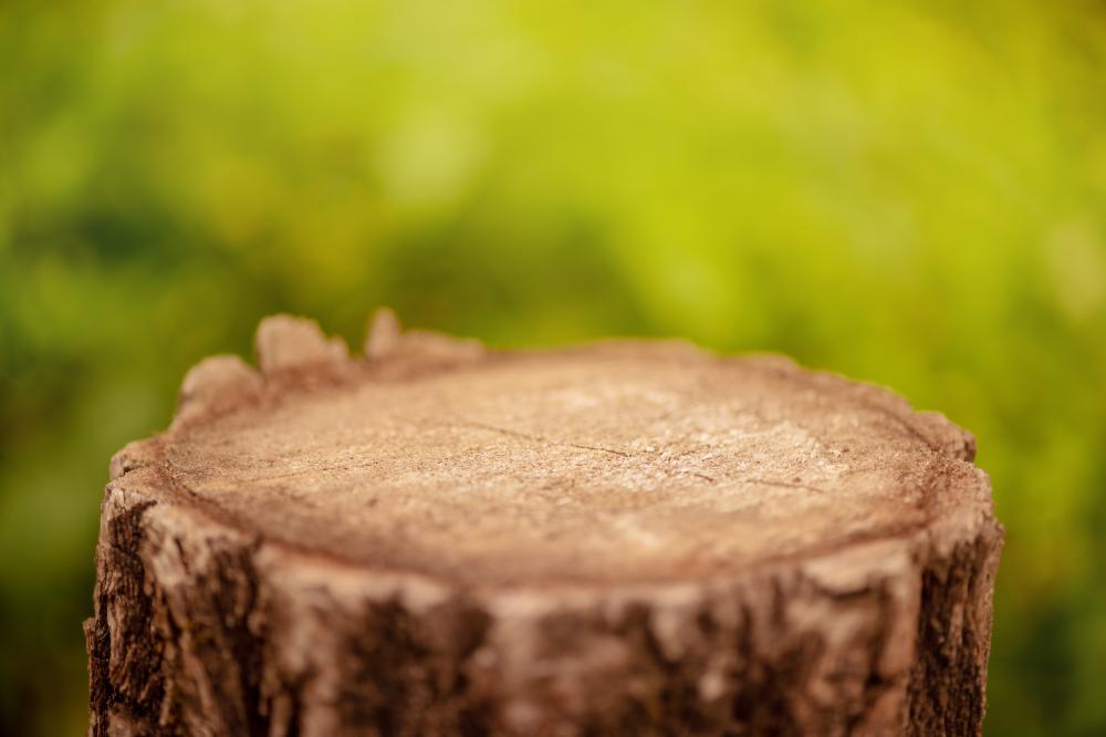 Why remove tree stumps?