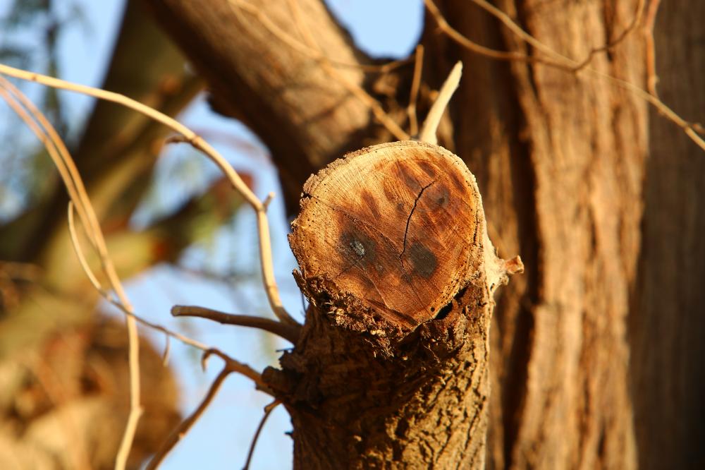 When to Consider Tree Removal