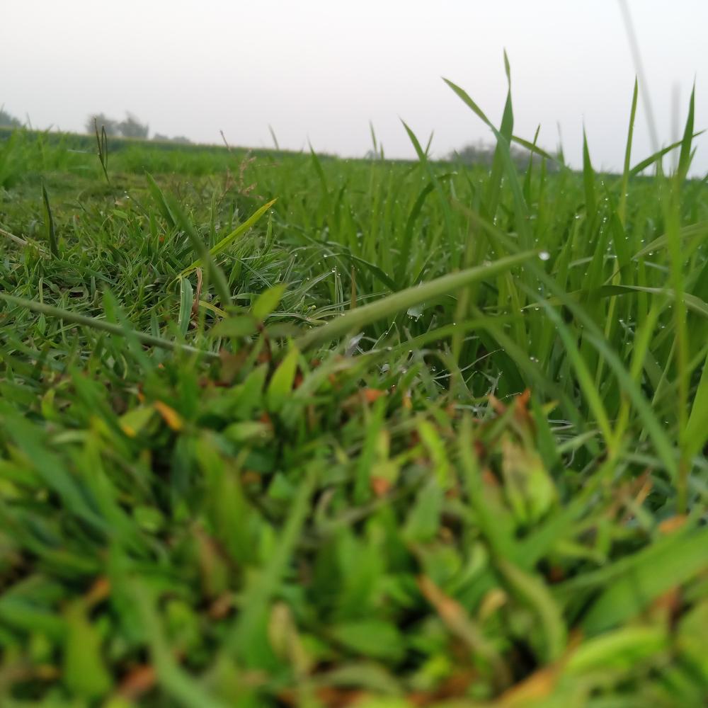 Comprehensive Lawn Care