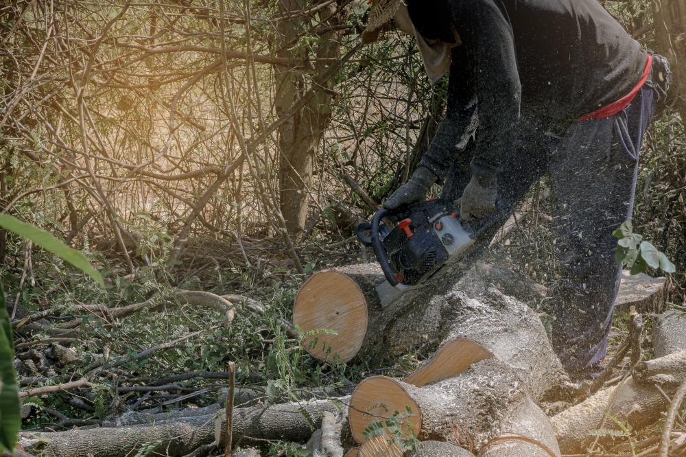 Common Tree Service Tasks