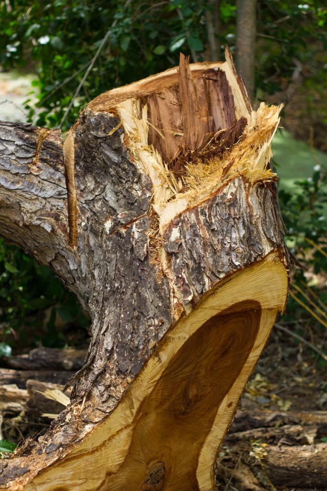 IMG4504 Tree Stump Removal Orlando