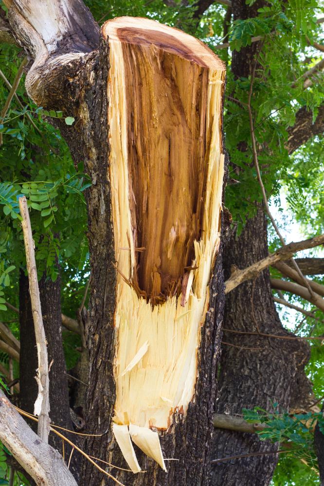 Steps for Effective Storm-Damaged Tree Cleanup St Paul