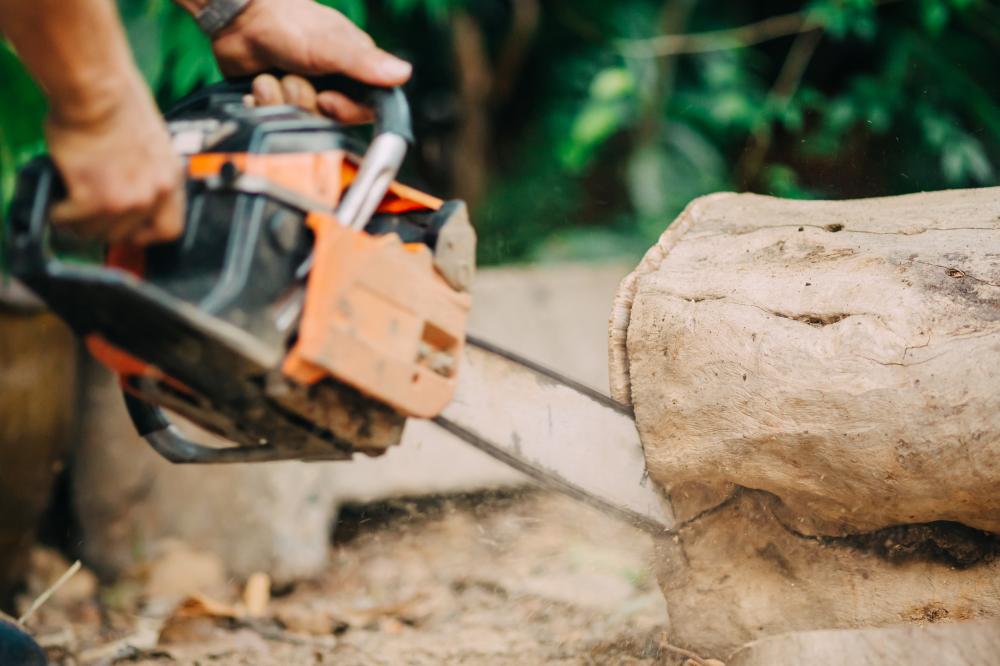 Choosing the Right Tree Service Orlando Provider