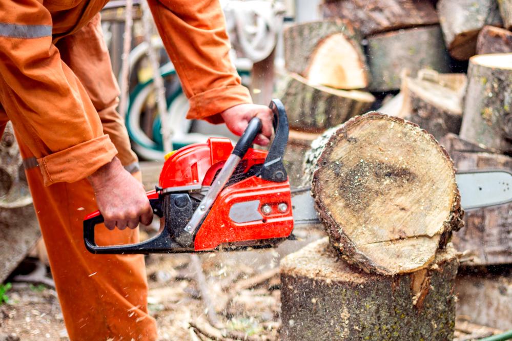 Why Do Arborist Services Matter?