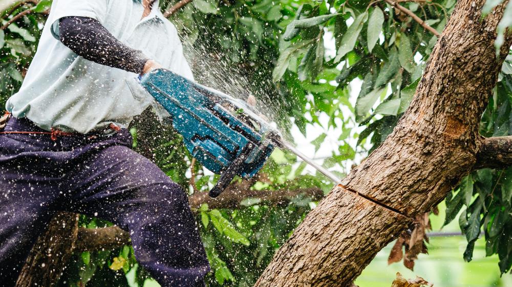 Comprehensive Services Offered by Tree Service Professionals