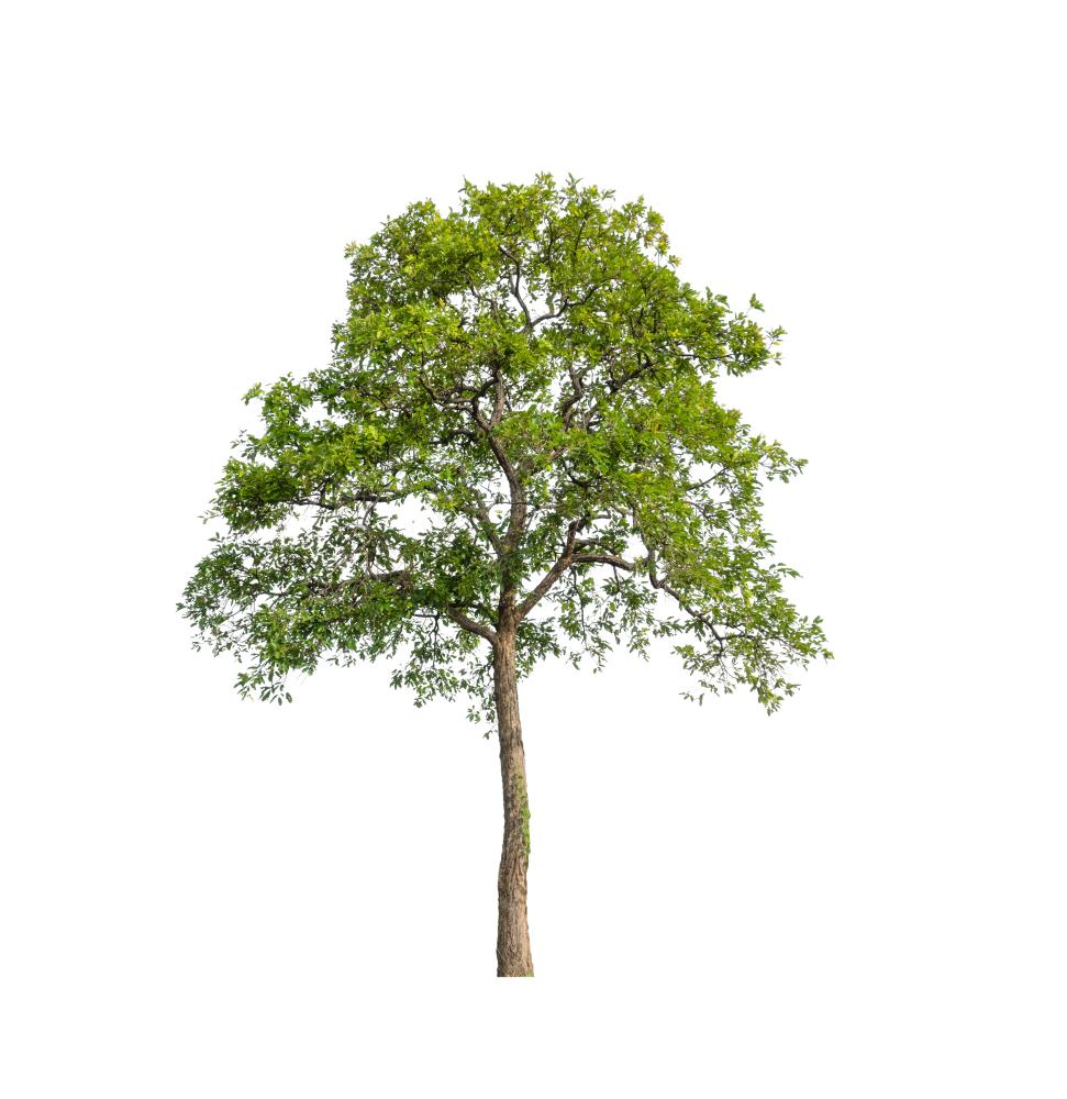 P1010078 Tree Service Geneva FL