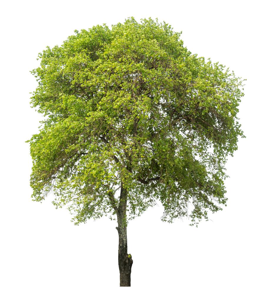 The Benefits of Professional Tree Services