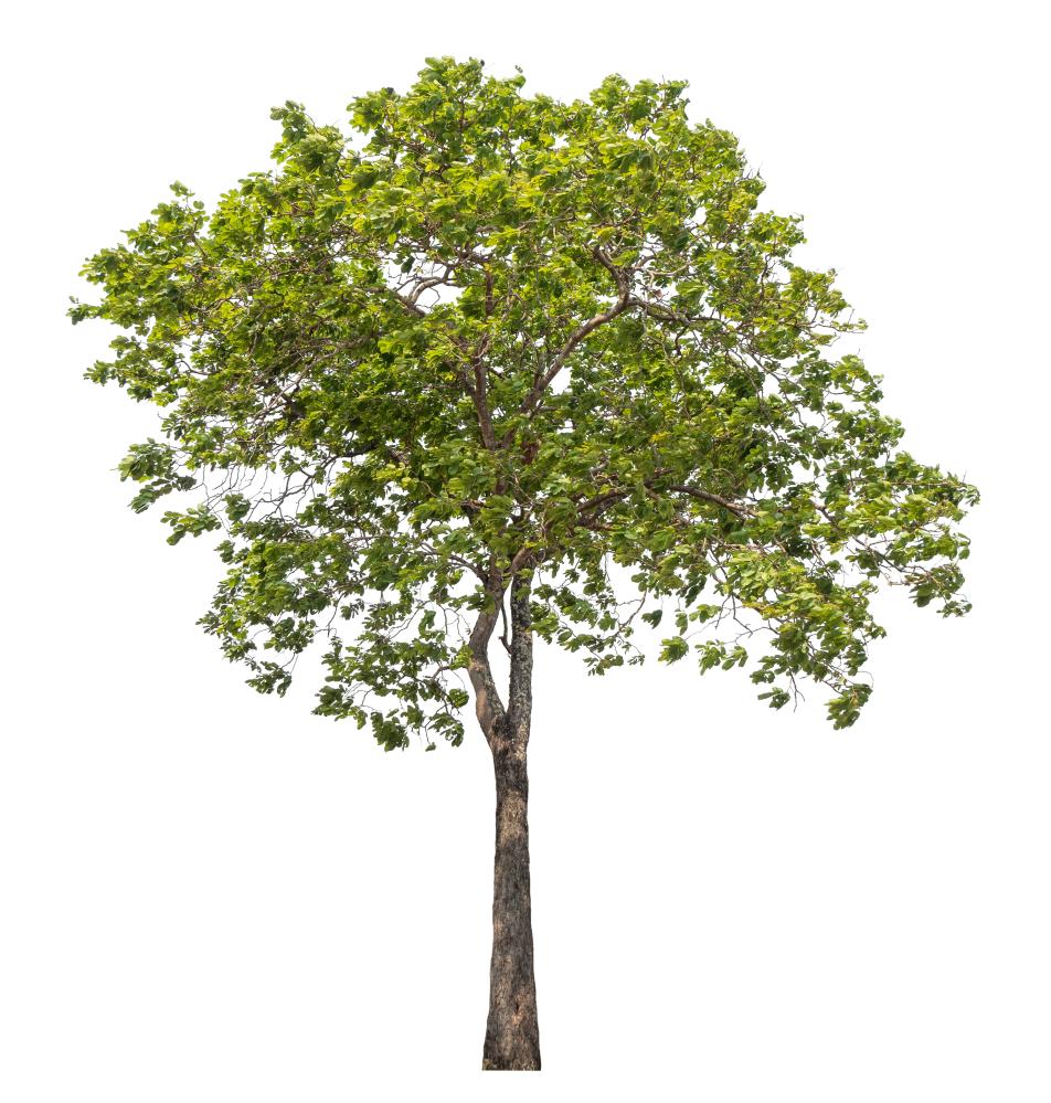 What Services Does Tree Service Eatonville FL Include?