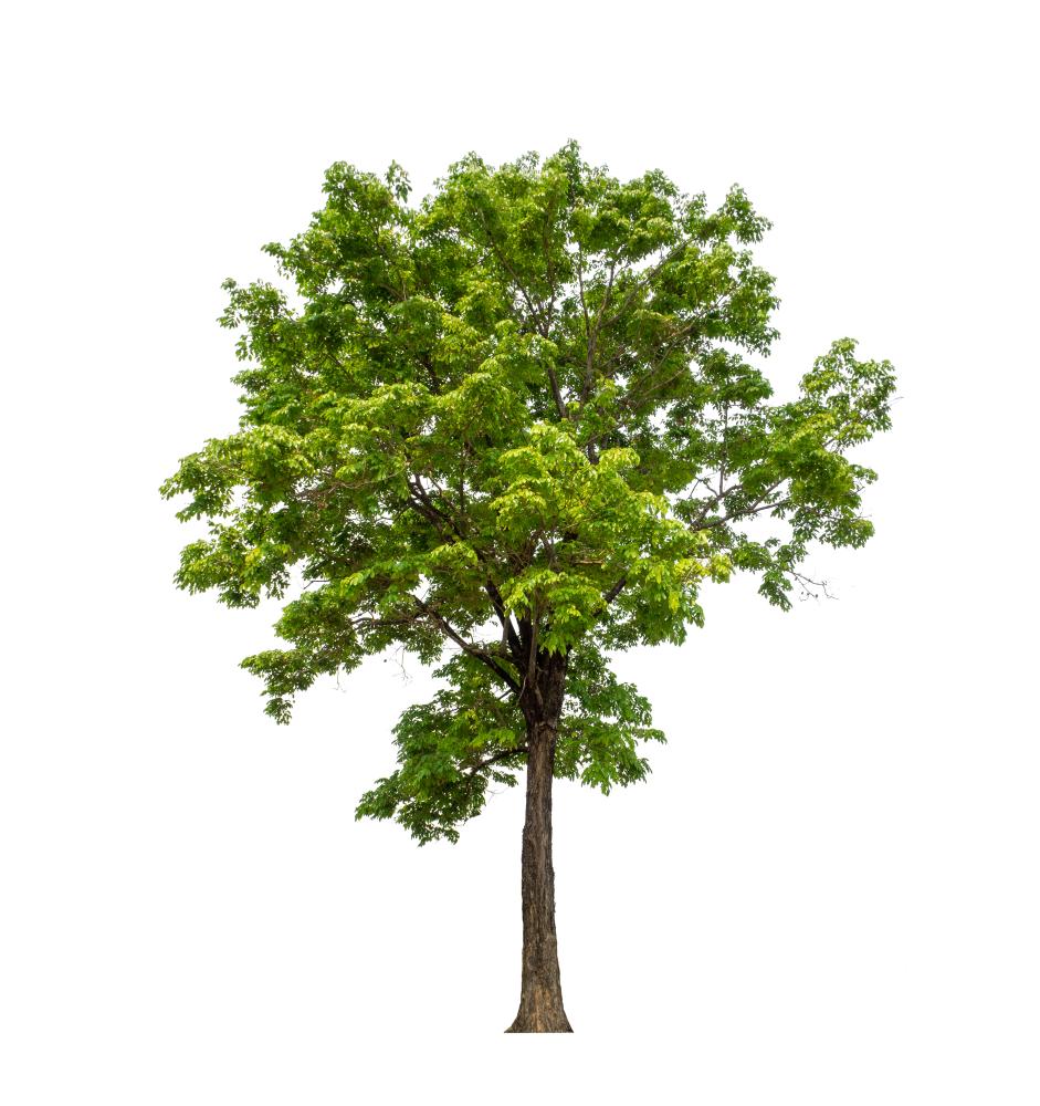 Why Tree Health Matters