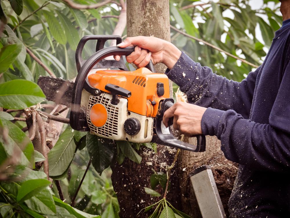 Why Is Regular Tree Care in Heathrow FL Crucial?