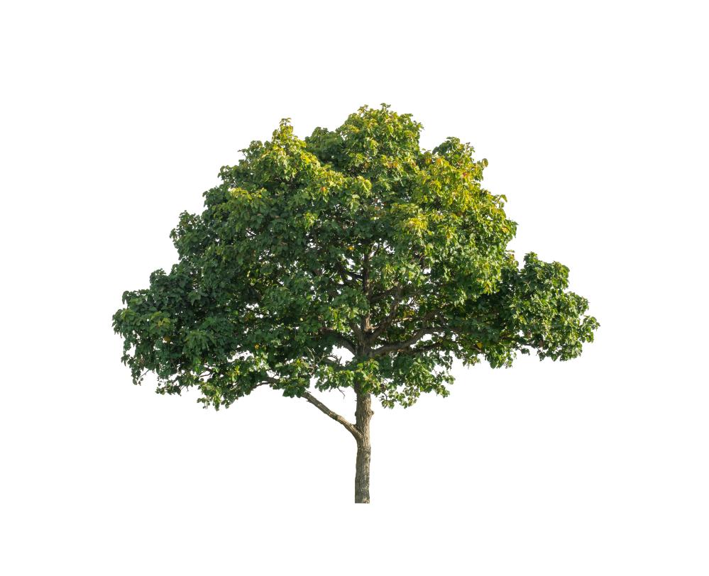 Exploring Comprehensive Tree Service Options in Sorrento FL