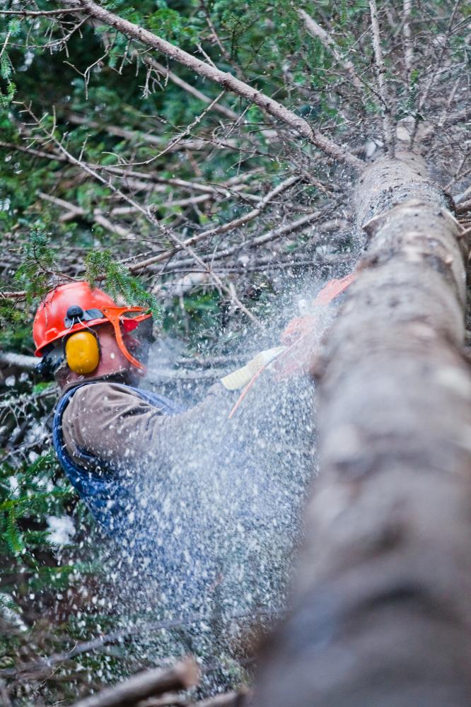 Essential Steps for Tree Trimming Orlando
