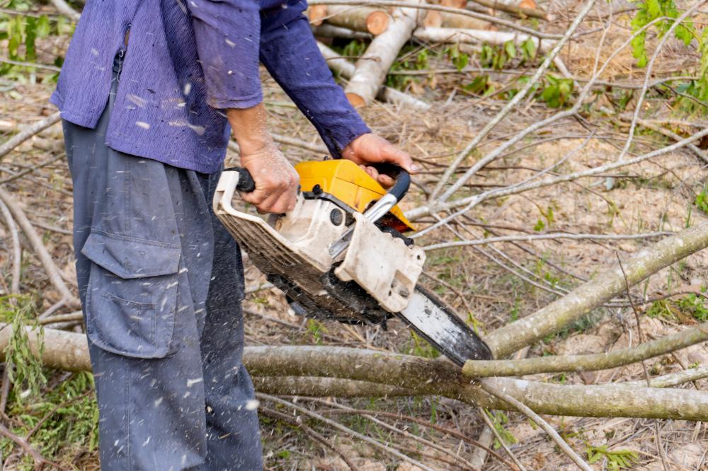 Key Differences in Tree Service Between Debary and Orlando