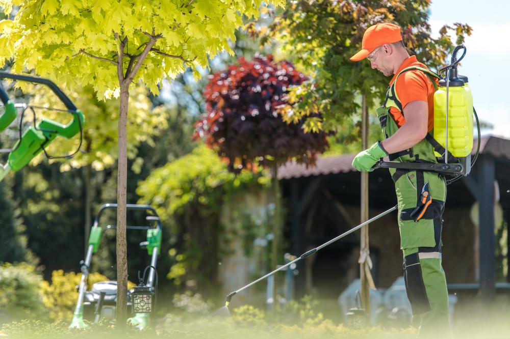 Why Professional Tree Care Matters