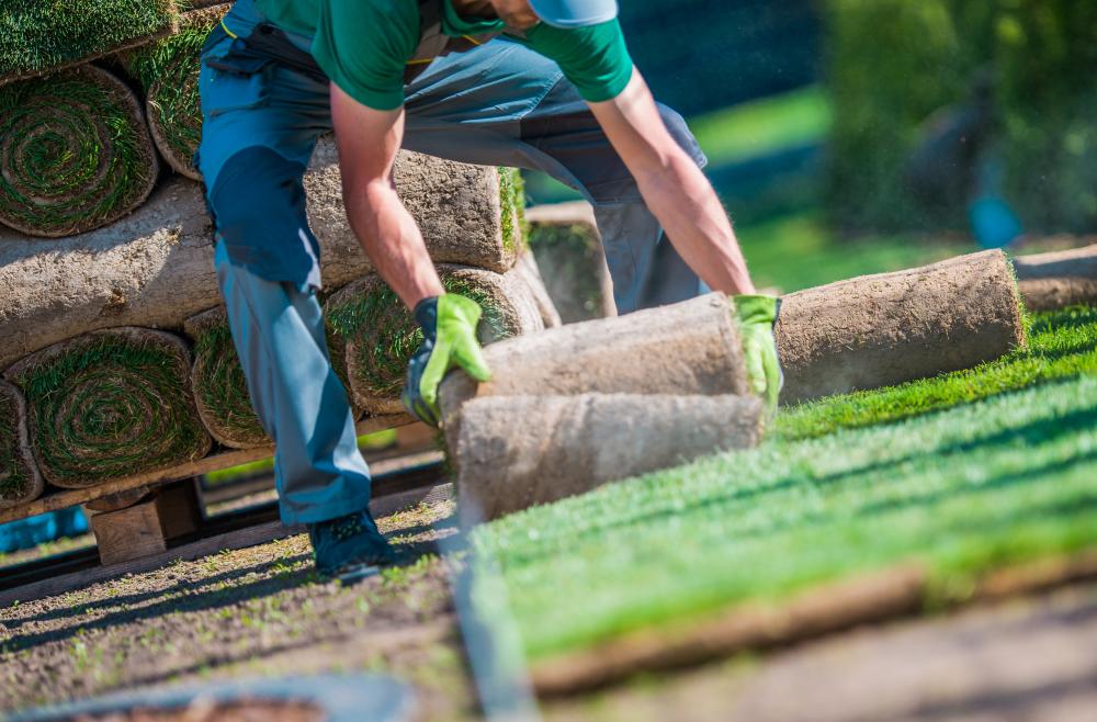 When is Tree Removal Necessary?