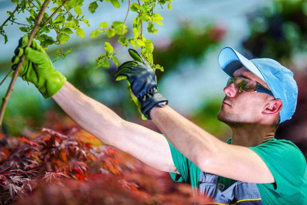 Why Choose a Certified Arborist
