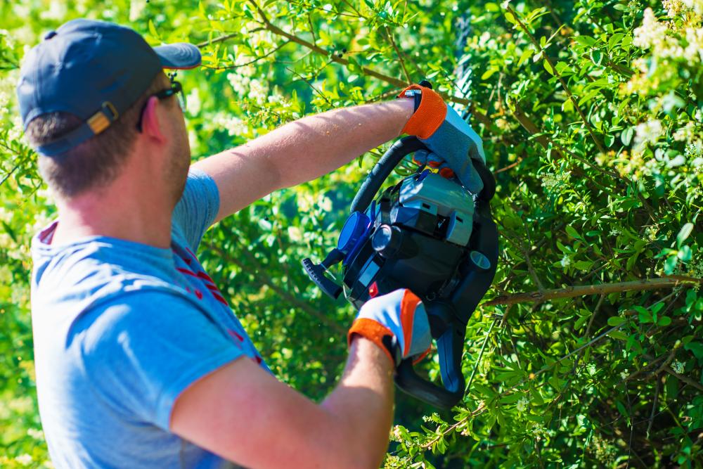 Our Comprehensive Tree Care Services