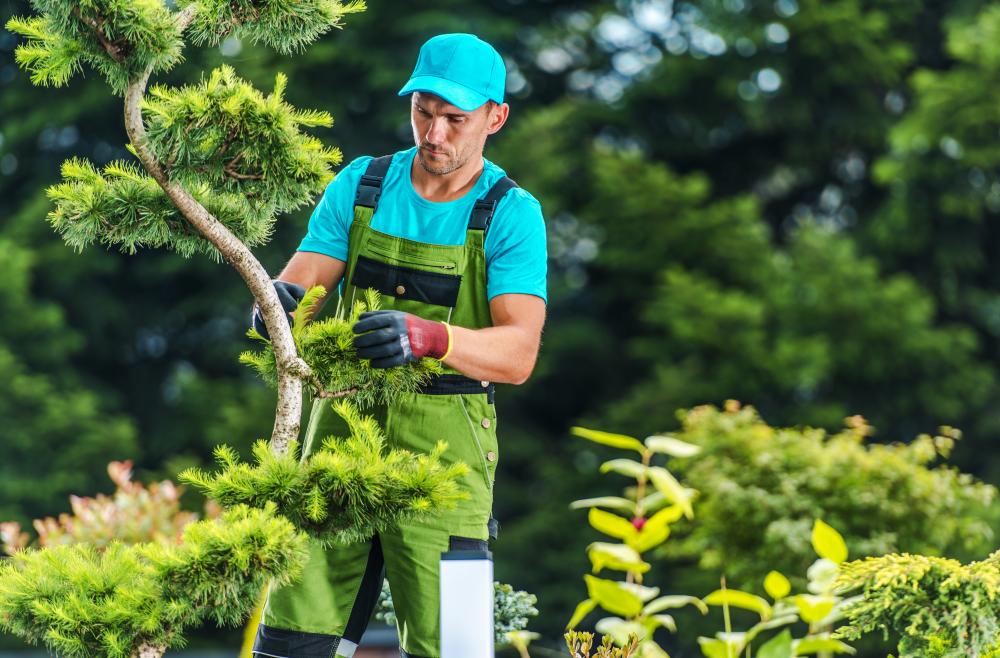 Value Addition by Professional Tree Services