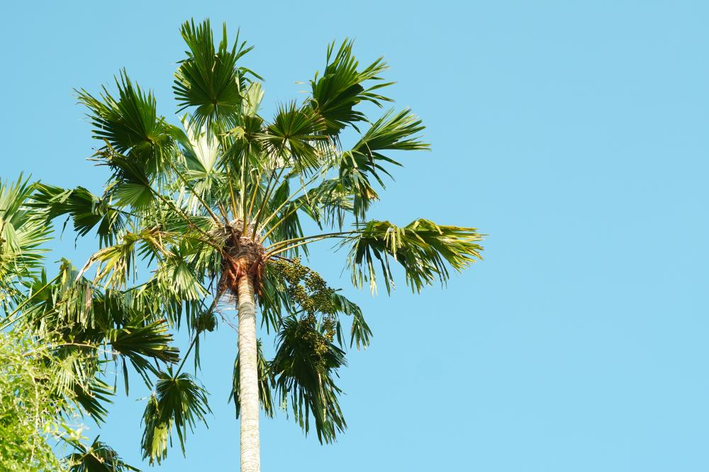 How to Choose the Right Tree Service Edgewater FL