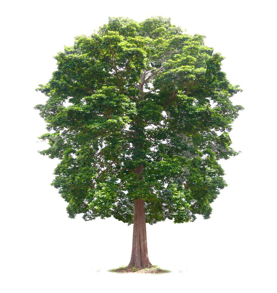 Understanding the Tree Care Process