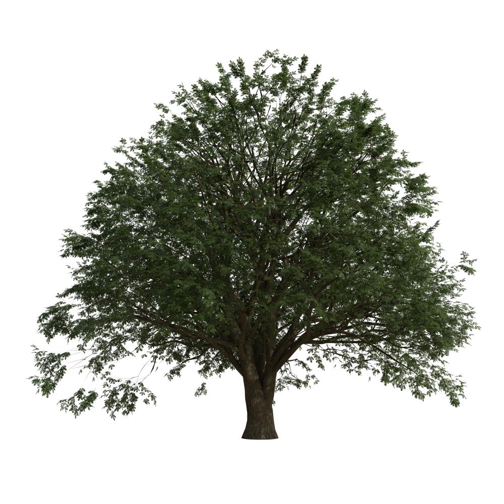 Why Choose Professional Tree Care?