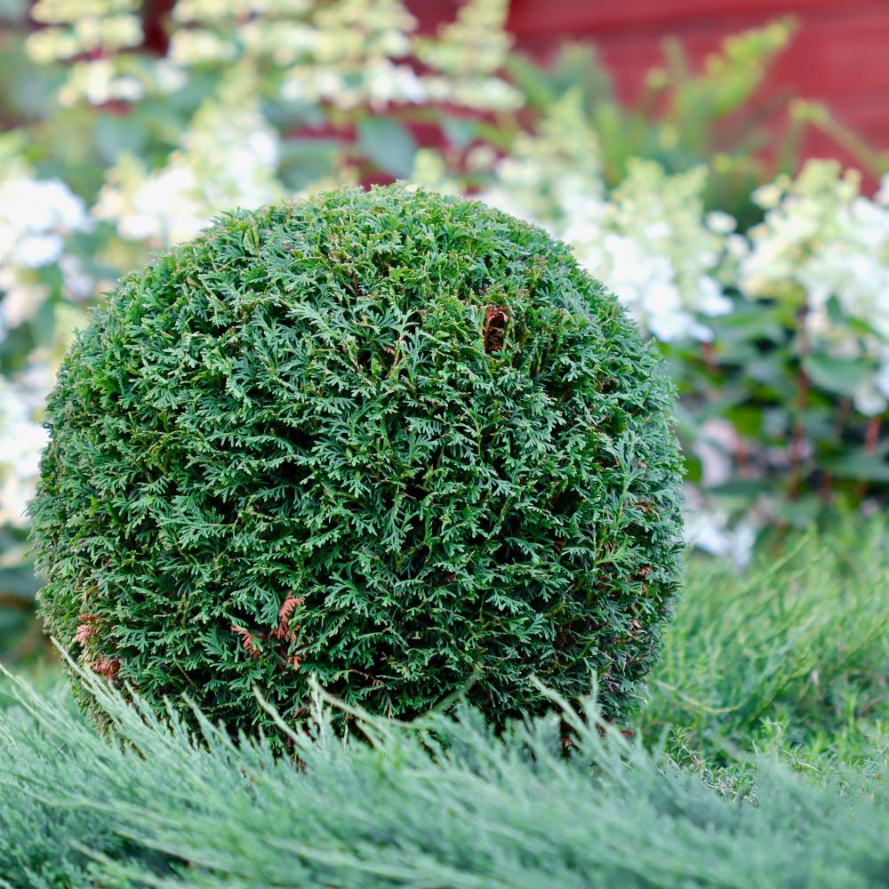 Comprehensive Landscaping Services