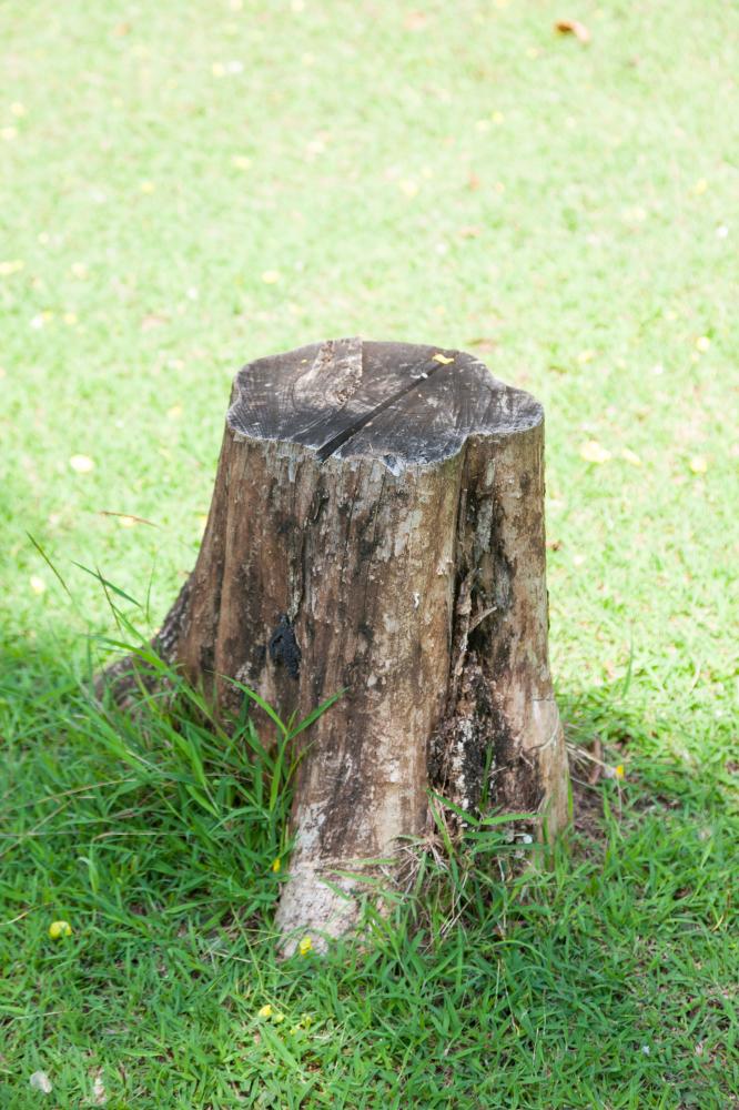 What Qualifies as a Tree Stump Removal Orlando Emergency?