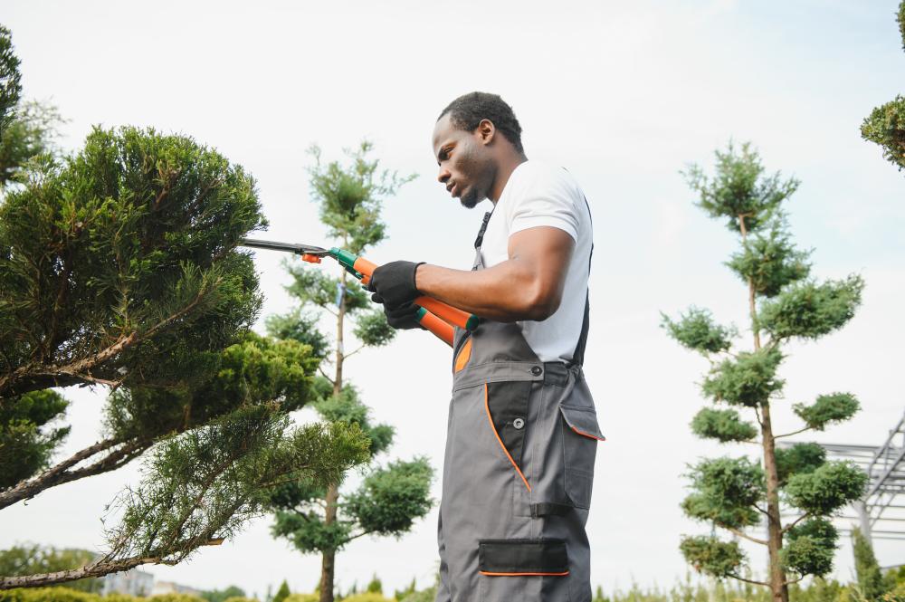 What Are the Common Tree Problems in Orlando?