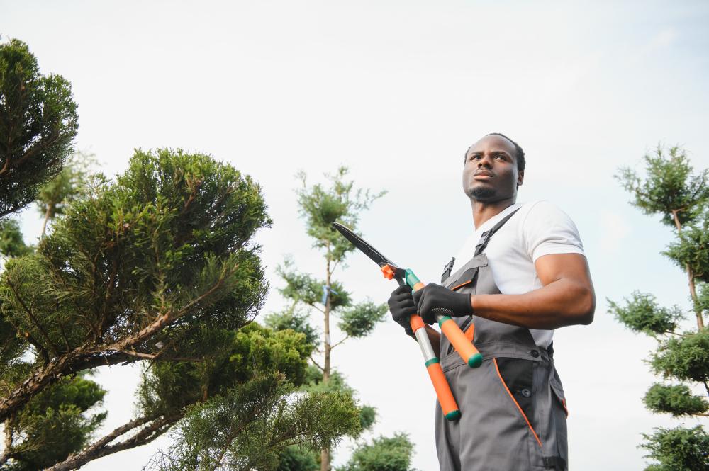 Expertise in Tree Removal and Care