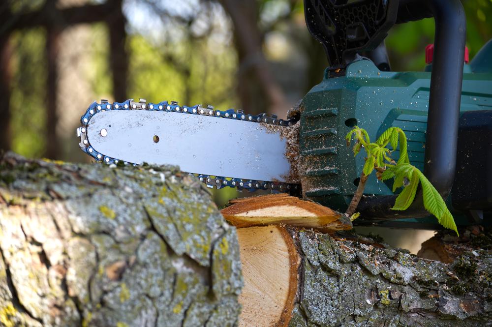 How to Choose a Tree Service Company