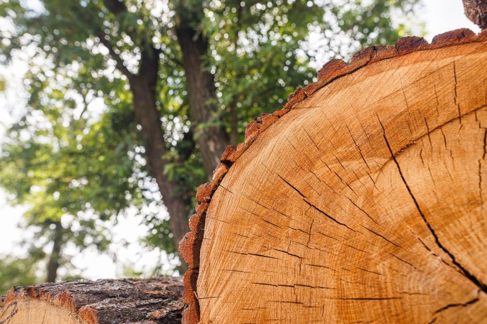 Why Choose a Certified Arborist?