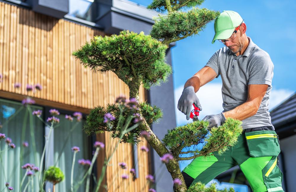 Common Tree Trimming Orlando Practices