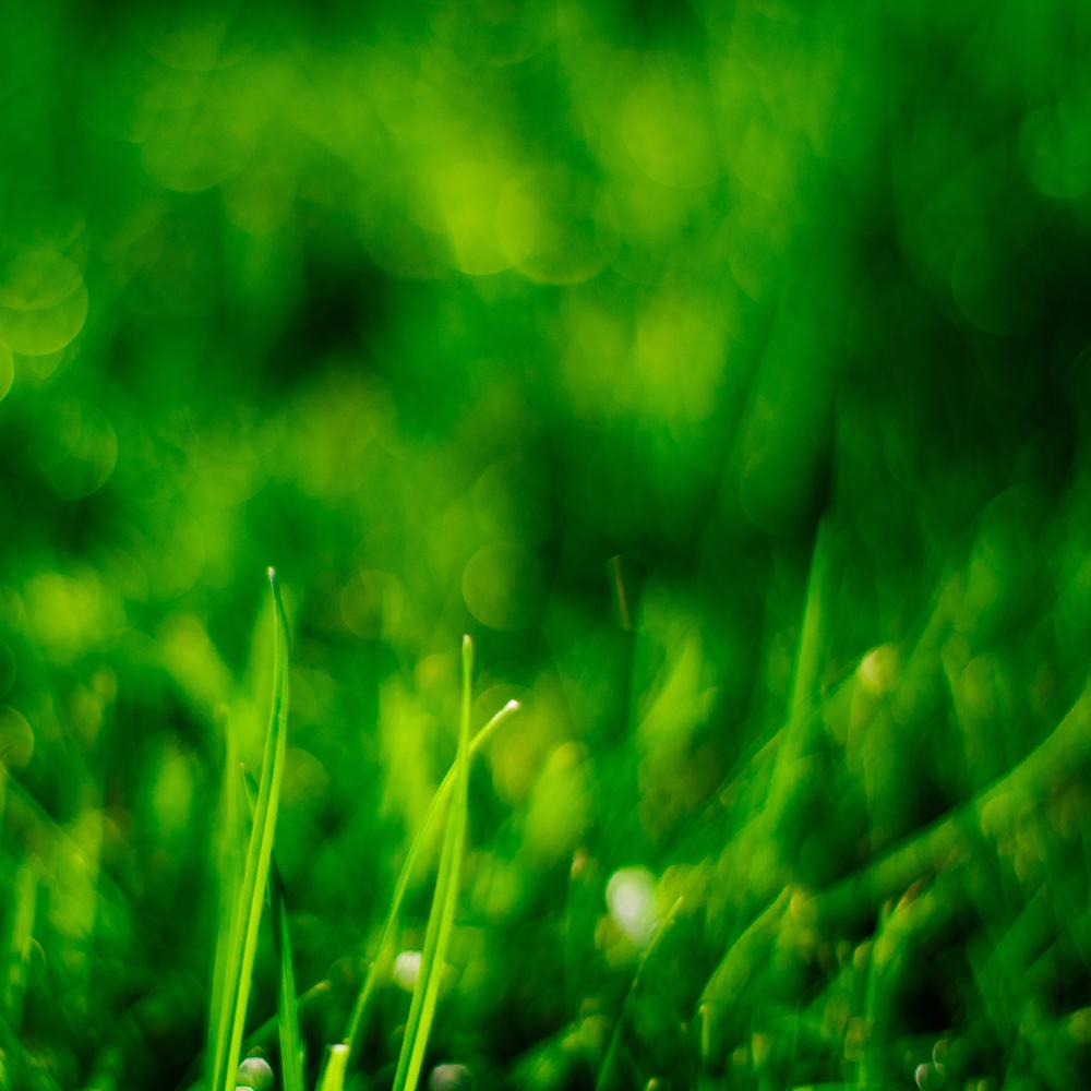 Personal Experiences with Lawn Care Experts