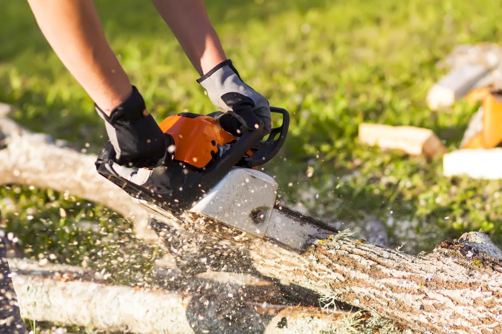What to Expect from Tree Service Lake Mary FL