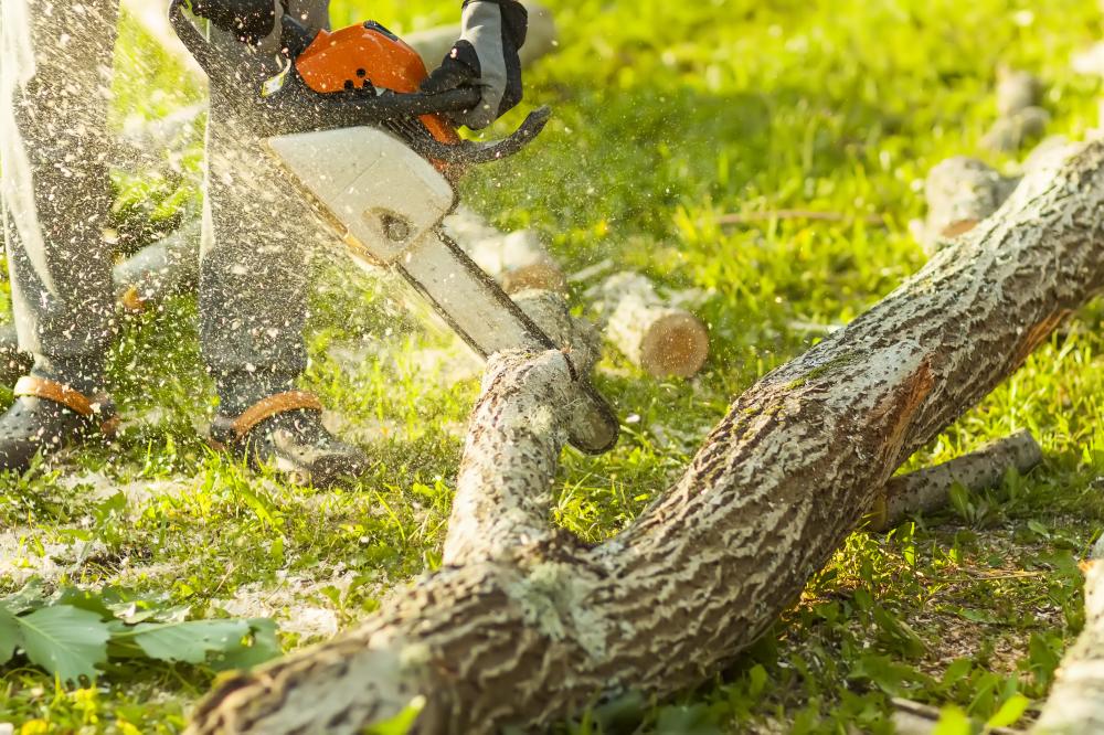 Tree Care Expertise with Proven Techniques