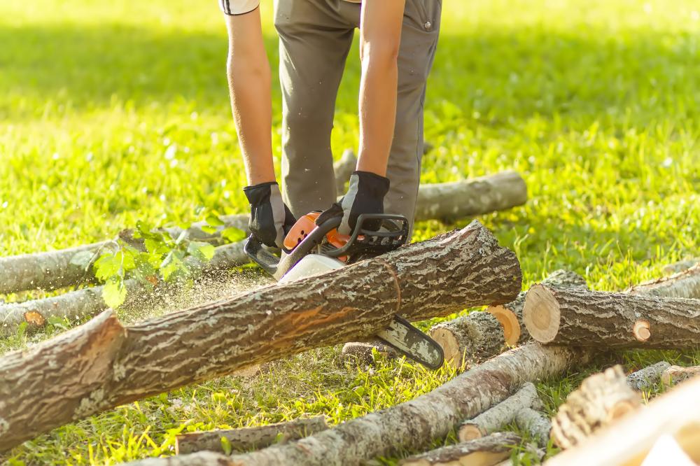 Choosing the Right Tree Service in Baldwin Park