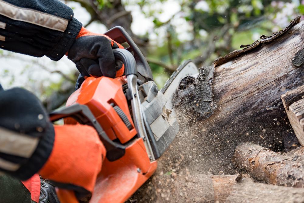 What Qualifies as a Tree Service DR Phillips FL Emergency?
