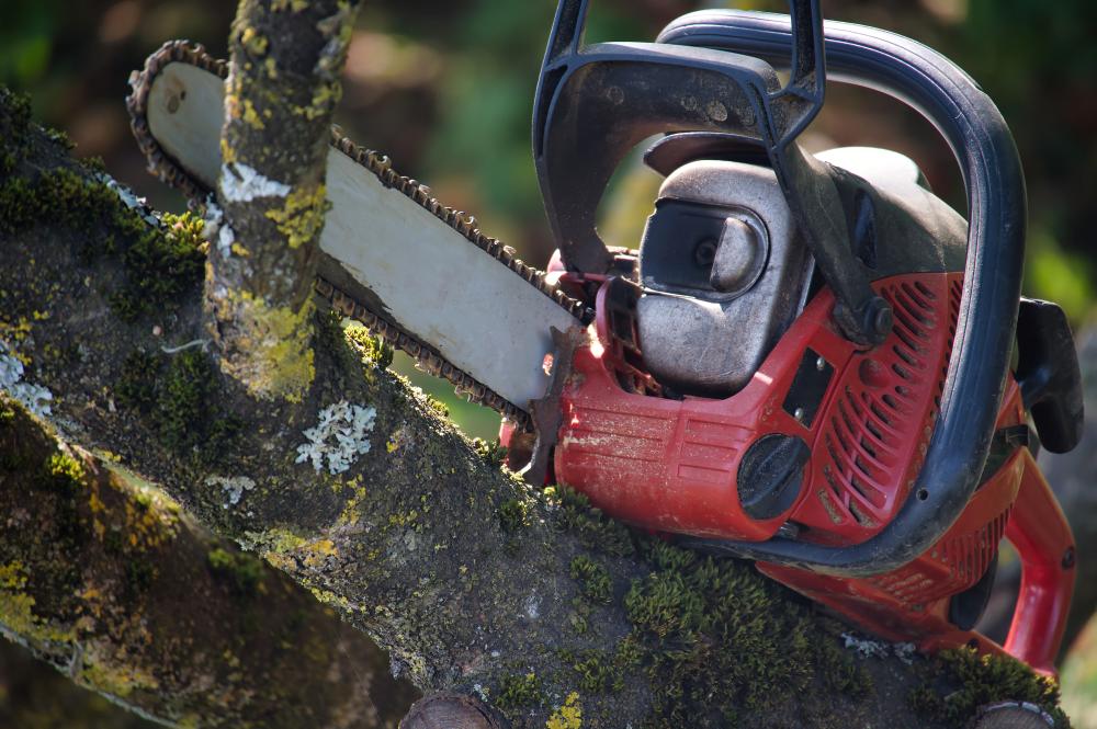 Expert Tree Trimming for Enhanced Curb Appeal