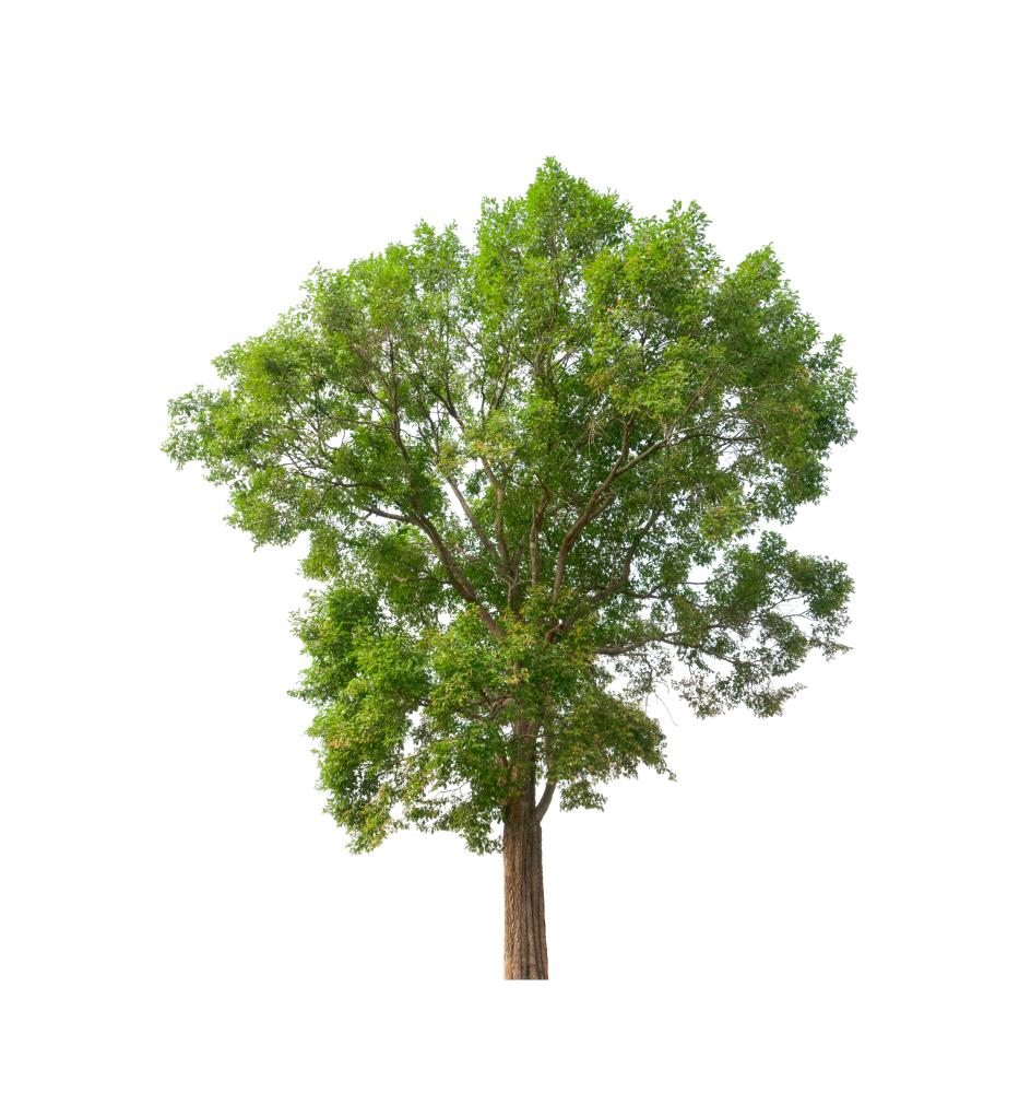 Common Tree Services in Orlando