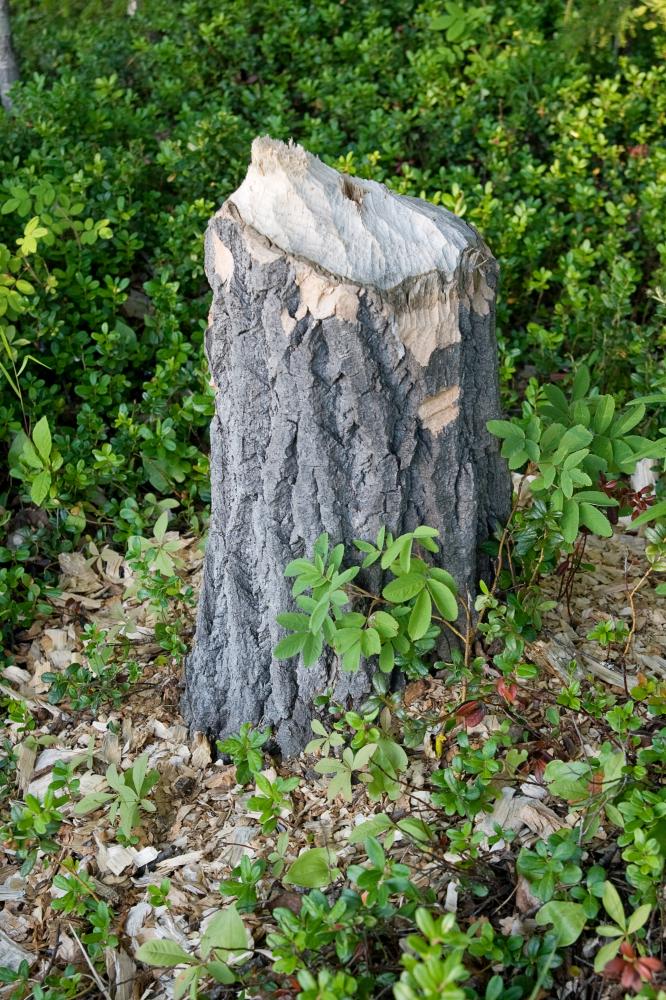 Benefits of Professional Tree Stump Removal