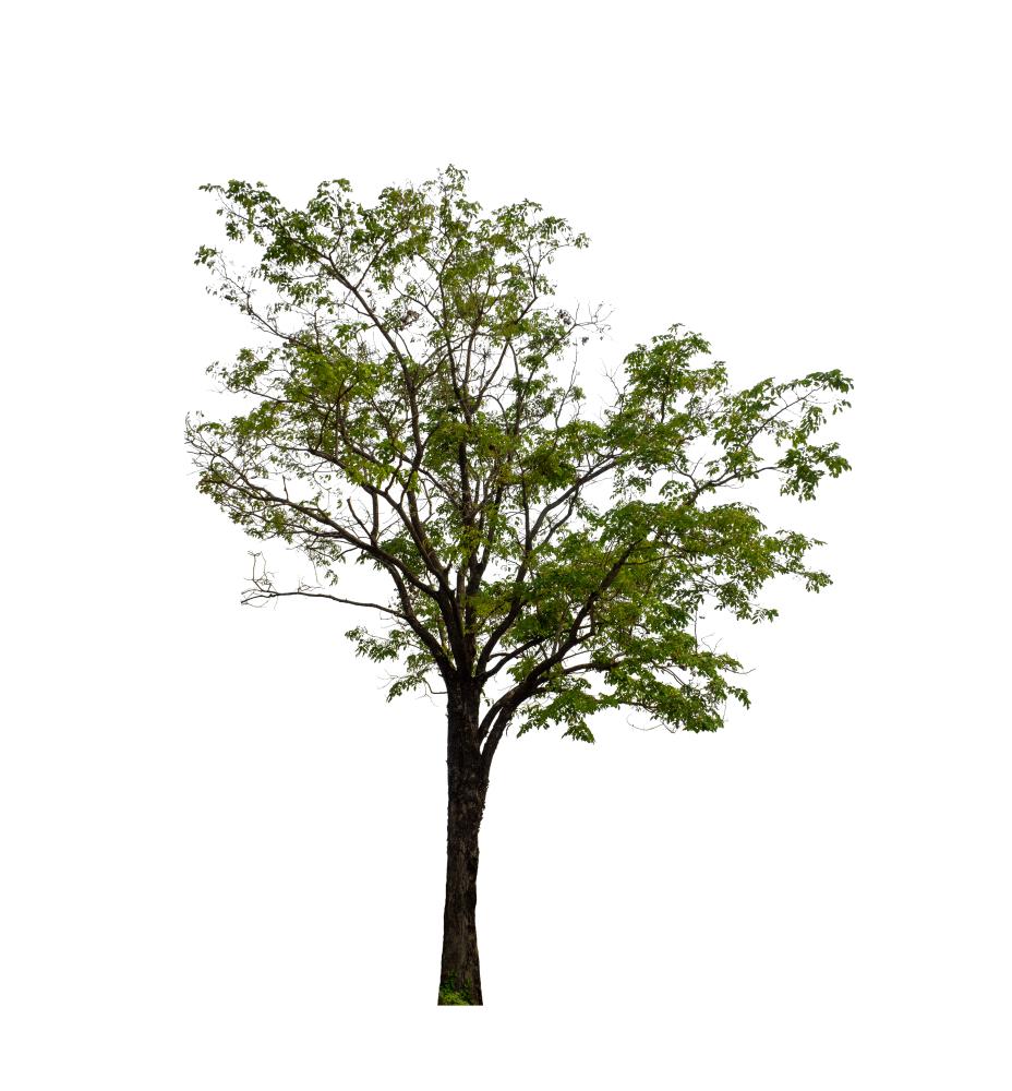 Services Offered by McCullough Tree Service