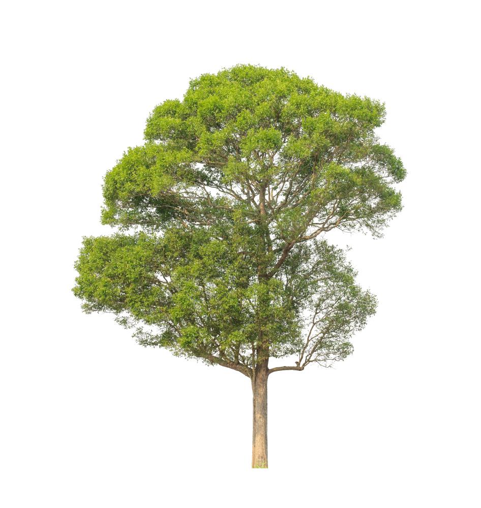 The Importance of Regular Tree Maintenance